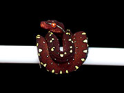 VR-20-09 Green Tree Python Neonate