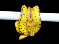 VR-20-10 Green Tree Python Neonate