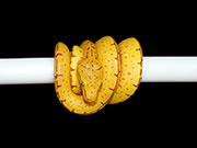 VR-21-01 Green Tree Python Neonate
