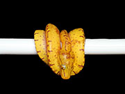 VR-21-02 Green Tree Python Neonate
