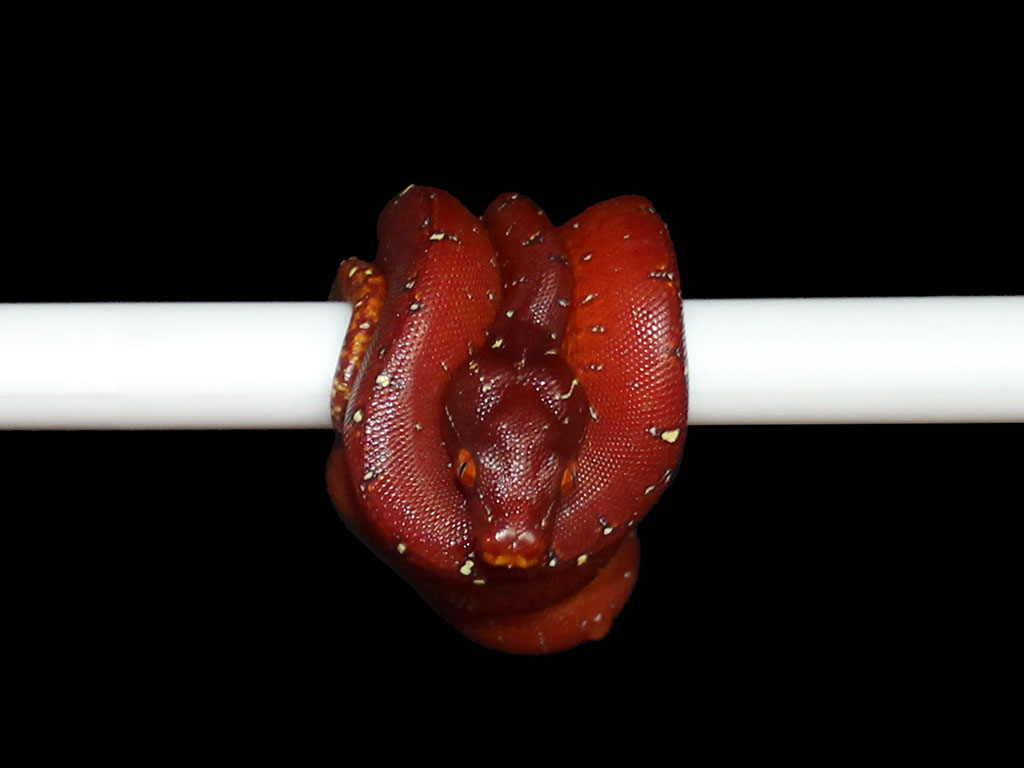 VR-21-03 Green Tree Python Neonate