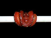 VR-21-04 Green Tree Python Neonate