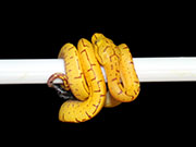 VR-21-05 Green Tree Python Neonate