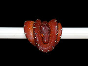 VR-21-06 Green Tree Python Neonate