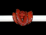 VR-21-07 Green Tree Python Neonate