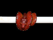 VR-21-08 Green Tree Python Neonate