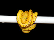 VR-21-09 Green Tree Python Neonate
