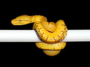 VR-21-10 Green Tree Python Neonate