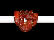 VR-21-11 Green Tree Python Neonate