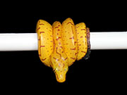 VR-21-12 Green Tree Python Neonate