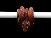 VR-21-13 Green Tree Python Neonate