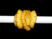 VR-21-14 Green Tree Python Neonate