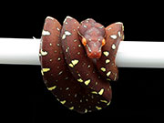 VR-21-15 Green Tree Python Neonate