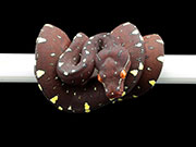 VR-21-16 Green Tree Python Neonate