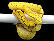 VR-21-17 Green Tree Python Neonate