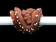 VR-21-18 Green Tree Python Neonate