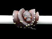 VR-21-19 Green Tree Python Neonate