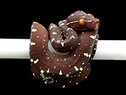 VR-21-20 Green Tree Python Neonate