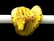 VR-21-21 Green Tree Python Neonate