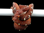 VR-21-22 Green Tree Python Neonate