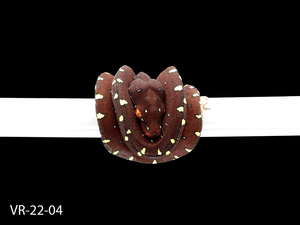 Green Tree Python Breeding Projects | ViridisPython