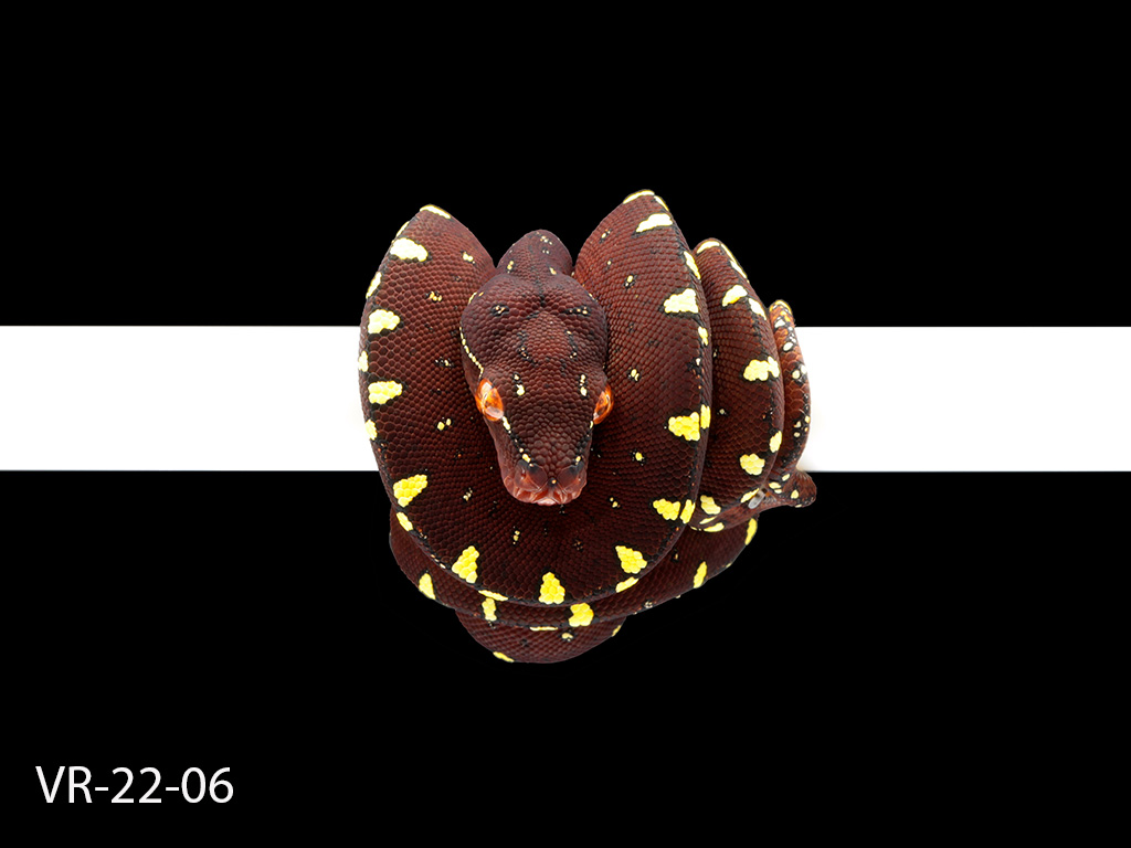 Green Tree Python Breeding Projects | ViridisPython