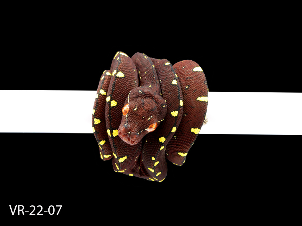 Green Tree Python Breeding Projects | ViridisPython