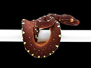 VR-22-08 Green Tree Python Neonate