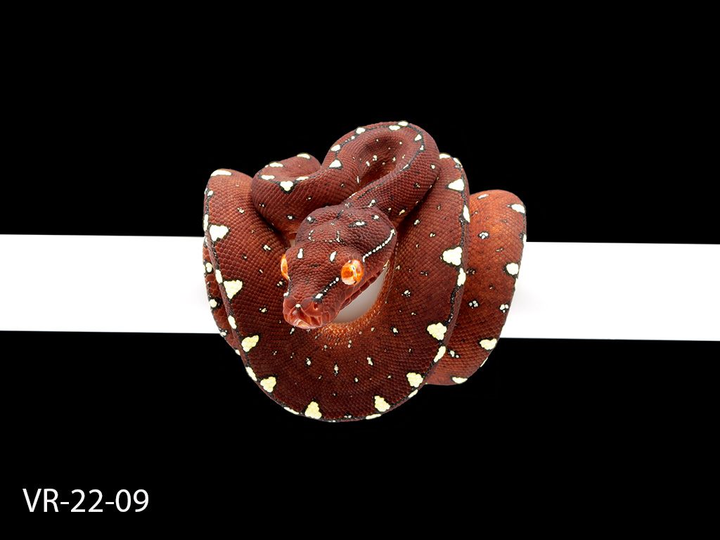 Green Tree Python Breeding Projects | ViridisPython