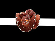 VR-22-09 Green Tree Python Neonate