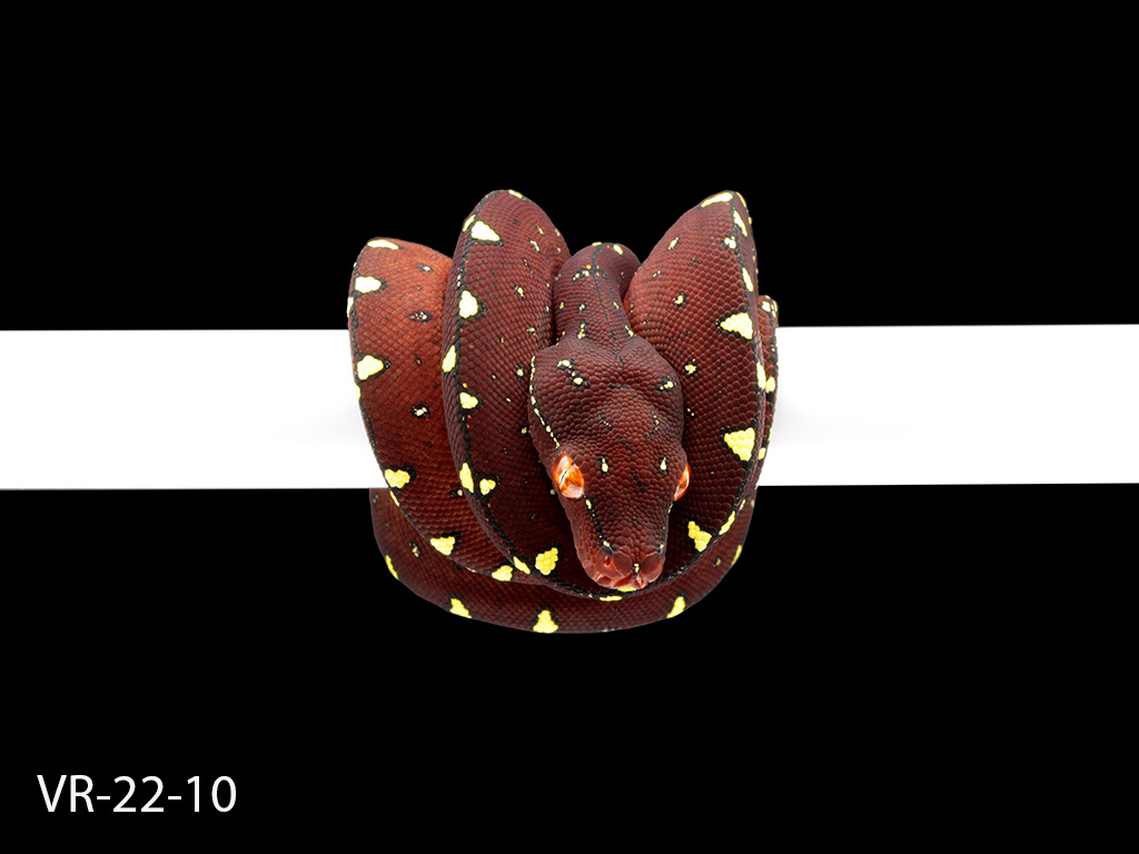 Green Tree Python Breeding Projects | ViridisPython