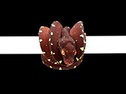 VR-22-10 Green Tree Python Neonate