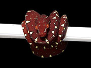 VR-22-12 Green Tree Python Neonate