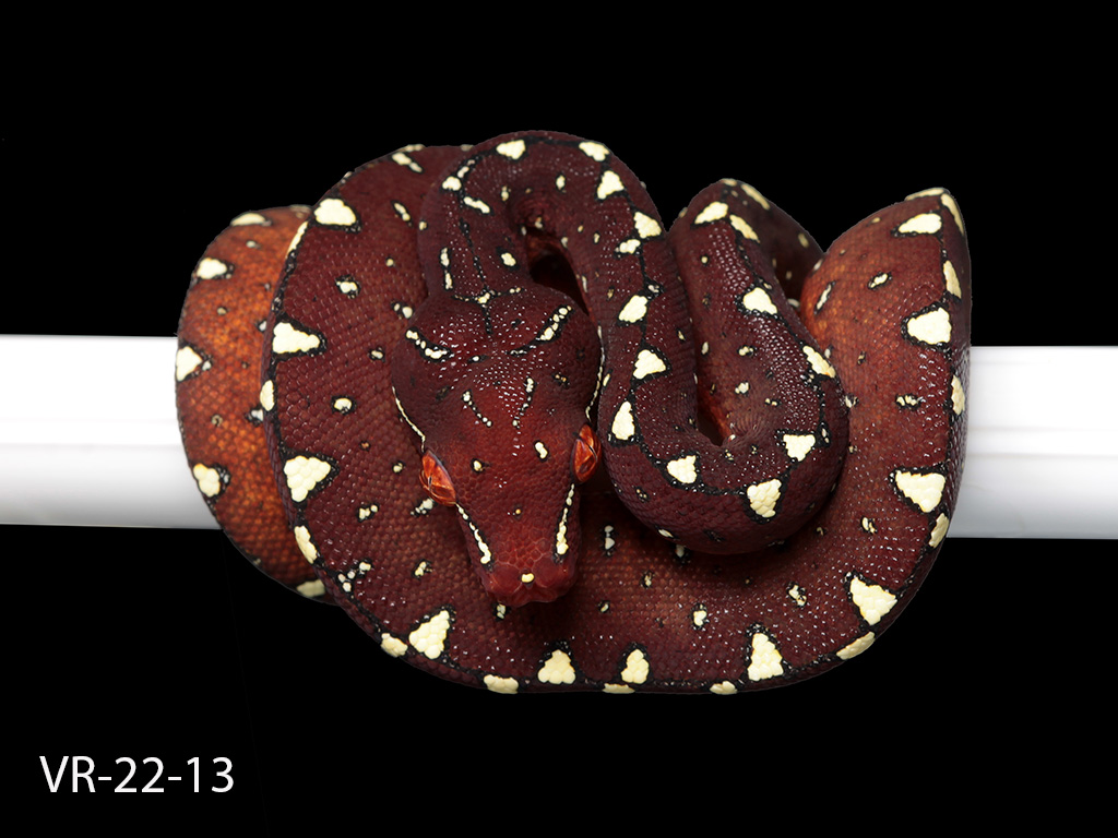 Green Tree Python Breeding Projects | ViridisPython