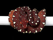 VR-22-13 Green Tree Python Neonate