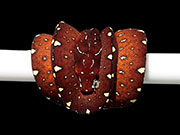 VR-22-14 Green Tree Python Neonate