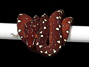 VR-22-15 Green Tree Python Neonate