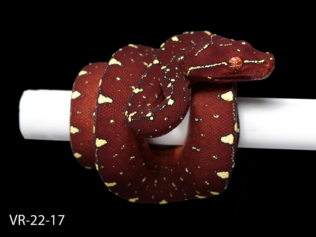 Green Tree Python Breeding Projects | ViridisPython