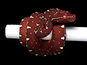 VR-22-17 Green Tree Python Neonate