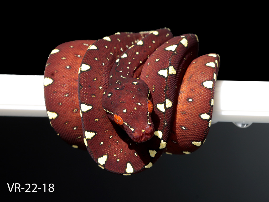 Green Tree Python Breeding Projects | ViridisPython