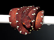 VR-22-18 Green Tree Python Neonate