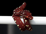 VR-22-22 Green Tree Python Neonate