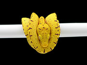 VR-23-01 Green Tree Python Neonate