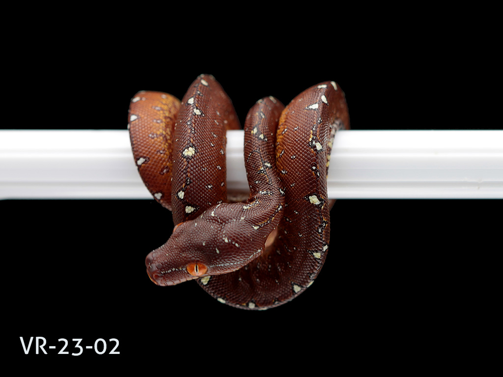 Green Tree Python Breeding Projects | ViridisPython