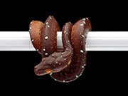 VR-23-02 Green Tree Python Neonate