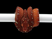 VR-23-03 Green Tree Python Neonate