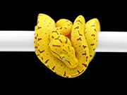 VR-23-06 Green Tree Python Neonate