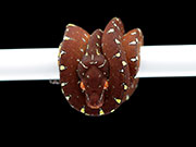 VR-23-08 Green Tree Python Neonate