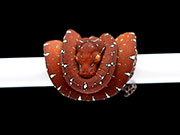 VR-23-09 Green Tree Python Neonate