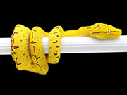 VR-23-10 Green Tree Python Neonate